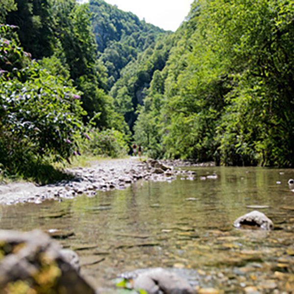 Rivire dans les Pyrnes